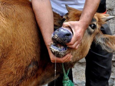 مدیرکل دامپزشکی کرمان: اولین مورد تب برفکی در استان کرمان مشاهده شد