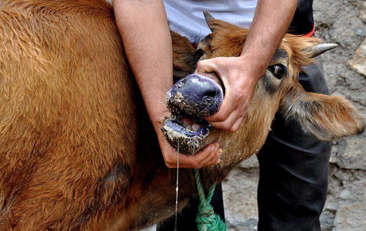 مدیرکل دامپزشکی کرمان: اولین مورد تب برفکی در استان کرمان مشاهده شد مدیرکل دامپزشکی کرمان: اولین مورد تب برفکی در استان کرمان مشاهده شد