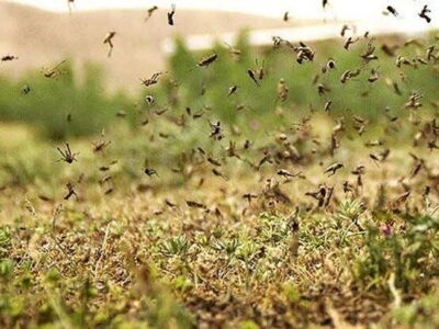 تشکیل ستاد مقابله با هجوم احتمالی ملخ صحرایی در استان هرمزگان