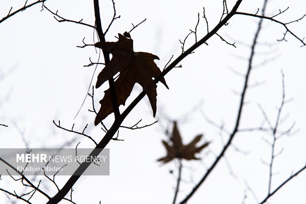 بارش باران پاییزی در شهرستان تربت جام