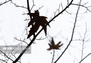 بارش باران پاییزی در شهرستان تربت جام