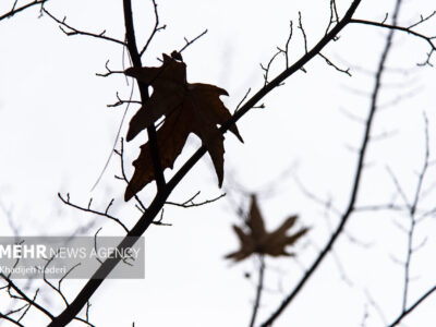 بارش باران پاییزی در شهرستان تربت جام
