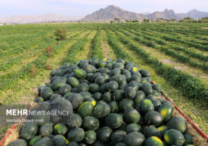 برداشت هندوانه شب یلدا در هشتبندی