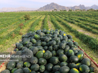 برداشت هندوانه شب یلدا در هشتبندی