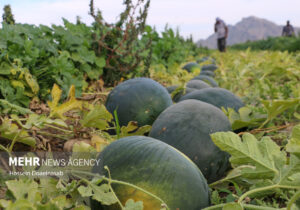 برداشت هندوانه شب یلدا از مزارع شهرستان رودان آغاز شد
