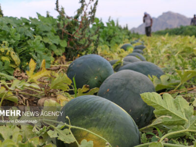 خسارات تگرگ به هندوانههای یلدا در میناب