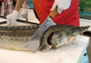 واعظی: واحدهای صنفی فروش غیرمجاز ماهیان خاویاری در آستارا تعطیل شدند