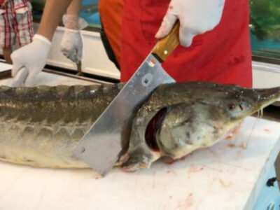 واعظی: واحدهای صنفی فروش غیرمجاز ماهیان خاویاری در آستارا تعطیل شدند