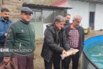 مرادی: تولید ماهیان سردابی و خاویاری رودسر ظرفیت صادراتی بالایی دارد
