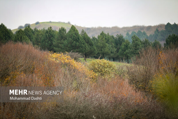 پاییز در جنگل فندقلو نمین