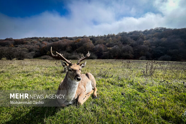 پاییز در جنگل فندقلو نمین