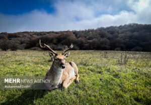 پاییز در جنگل فندقلو نمین