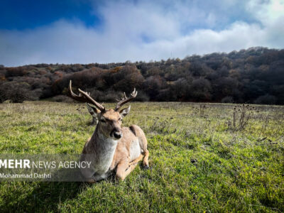 پاییز در جنگل فندقلو نمین