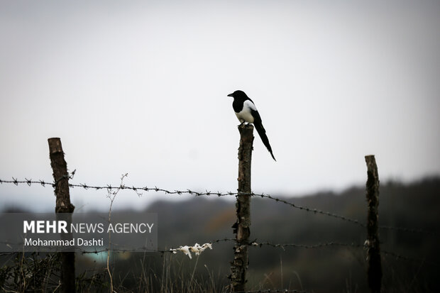 پاییز در جنگل فندقلو نمین