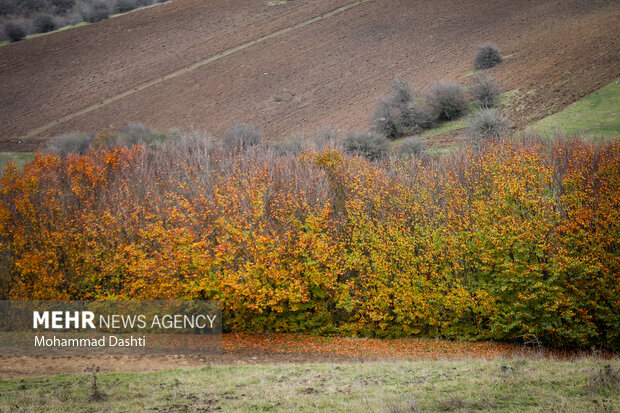 پاییز در جنگل فندقلو نمین