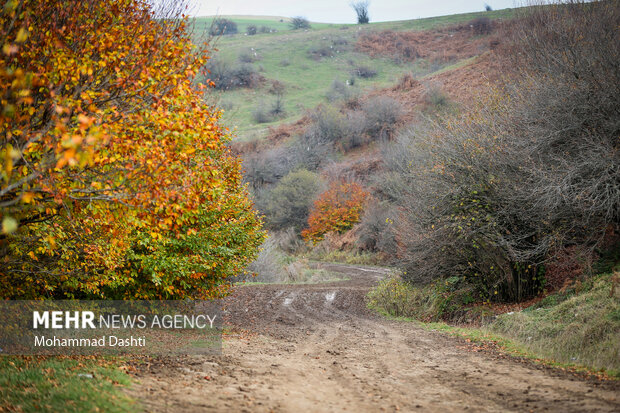 پاییز در جنگل فندقلو نمین