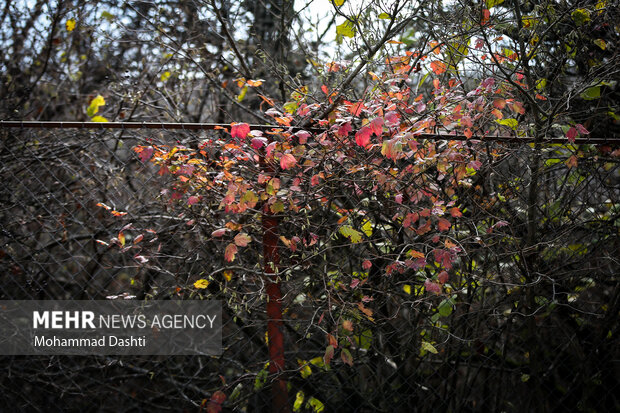 پاییز در جنگل فندقلو نمین