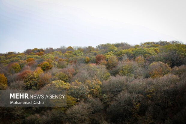 پاییز در جنگل فندقلو نمین