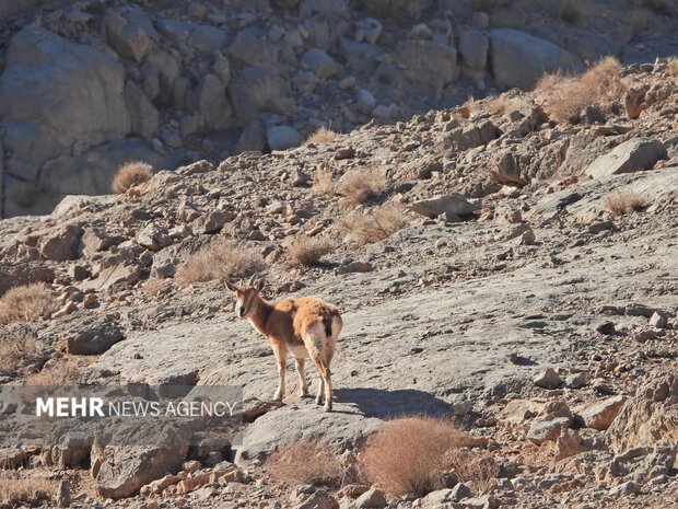اصفهان سرشماری حیات وحش را با پهپاد در کلاه‌قاضی اجرا کرد