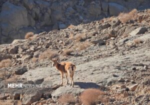 اصفهان سرشماری حیات وحش را با پهپاد در کلاهقاضی اجرا کرد