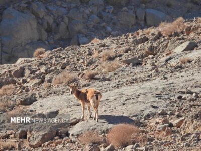 اصفهان سرشماری حیات وحش را با پهپاد در کلاهقاضی اجرا کرد