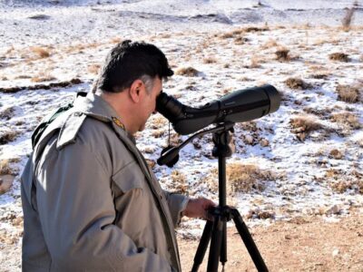 سفیدی:سرشماری زمستانه پستانداران در زیستگاههای اردبیل آغاز شد