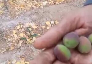 باردهی عجیب یک درخت زردآلو در آستانه زمستان در ده جمال شهرستان بهاباد