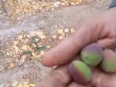 باردهی عجیب یک درخت زردآلو در آستانه زمستان در ده جمال شهرستان بهاباد