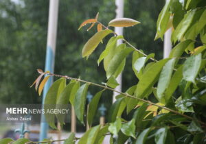 ورود موج اصلی بارش ها به هشتبندی هرمزگان