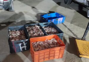 محموله میگوی ممنوعه در بوشهر کشف شد