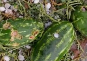 بارش تگرگ در تنگ ارم و خسارت به محصولات کشاورزی