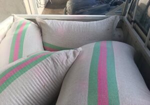 توزیع بذرهای بومی و مقاوم برای احیای منابع طبیعی کرمانشاه