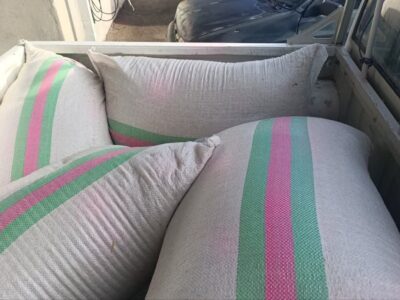 توزیع بذرهای بومی و مقاوم برای احیای منابع طبیعی کرمانشاه