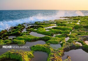 پرورش جلبک؛ ظرفیت نوین چابهار برای توسعه اقتصاد دریا محور