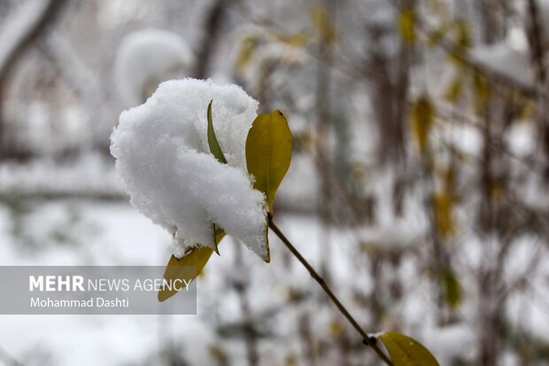 بارش شدید برف در نیشابور