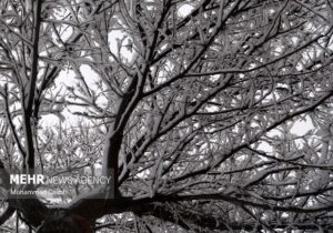 تصاویری از بارش برف در شهرستان طرقبه