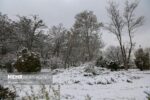 ارتفاع ۴۰ سانتی متری برف در کجور؛ راه ۴۲ روستای بالادست بسته است