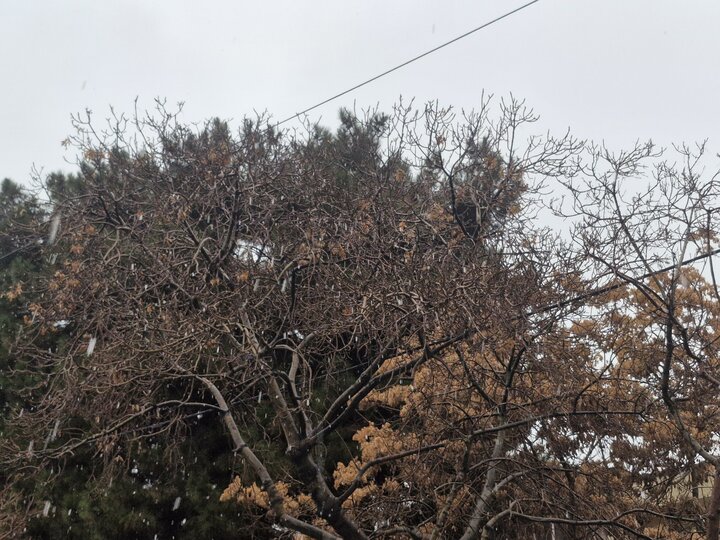 آغاز بارش برف در مشهد