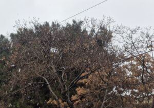 آغاز بارش برف در مشهد