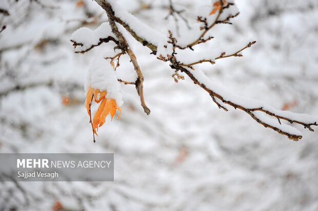 رخت سفید بر تن ارتفاعات استان یزد