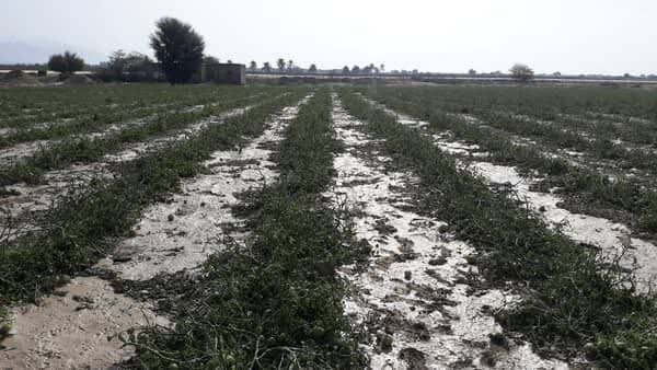 خسارت ۴۸۵ میلیارد تومانی تگرگ به مزارع گوجهفرنگی بردخون