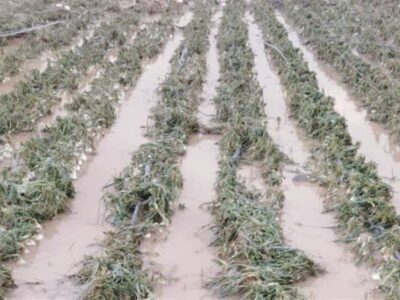 خسارت ۴۸۵ میلیارد تومانی تگرگ به مزارع گوجهفرنگی بردخون