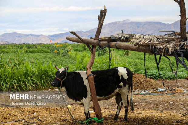 زیبایی طبیعت هشتبندی هرمزگان پس از باران