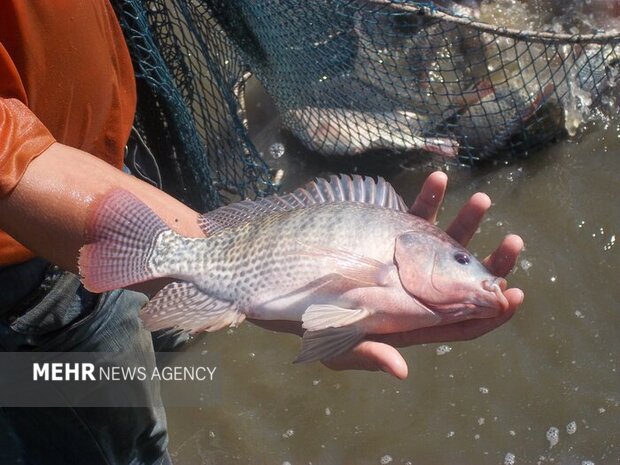 پرورش تیلاپیا زیست‌بوم را تخریب می‌کند؛ مخالفت قاطع محیط‌زیست اصفهان