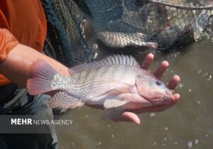پرورش تیلاپیا زیستبوم را تهدید میکند؛ مخالفت قاطع محیطزیست اصفهان