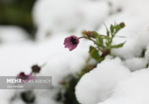 برف شدید در «کنگ»