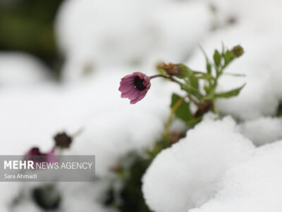 برف شدید در «کنگ»