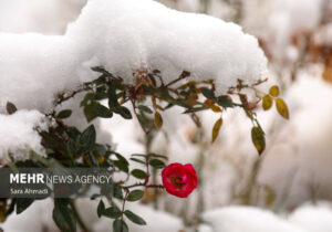 اصفهان سفیدپوش شد