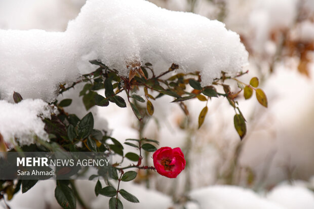 مشهد در یک روز برفی