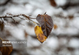بارش شدید برف در شهرستان تربت جام